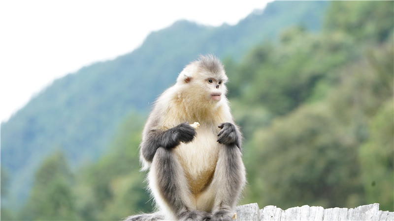 白馬雪山保護區成立40週年，滇金絲猴數量翻倍