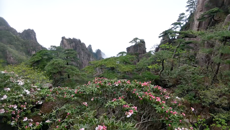 杜鵑綻放黃山之巔