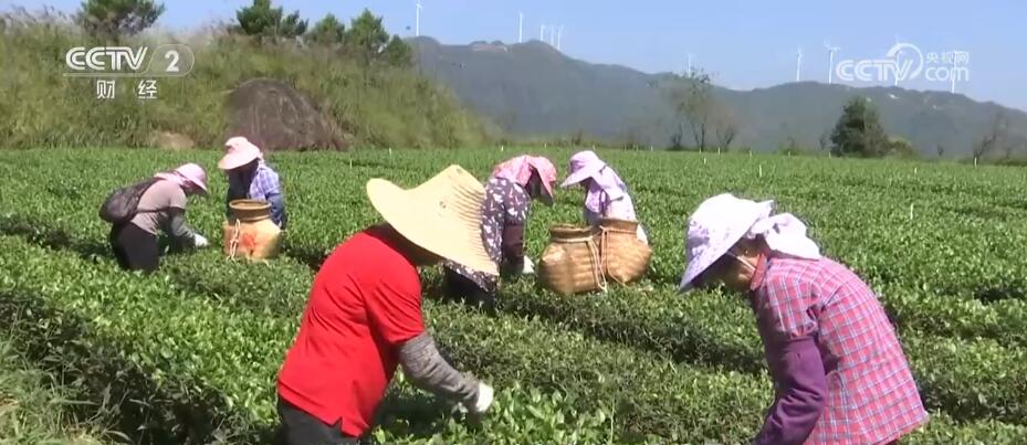 秋收時節好“豐”景 五穀蕃熟穰穰滿家