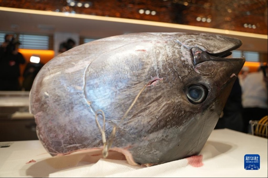 這是1月5日在日本東京表參道一家餐館拍攝的最高價金槍魚的魚頭。新華社記者 張笑宇 攝