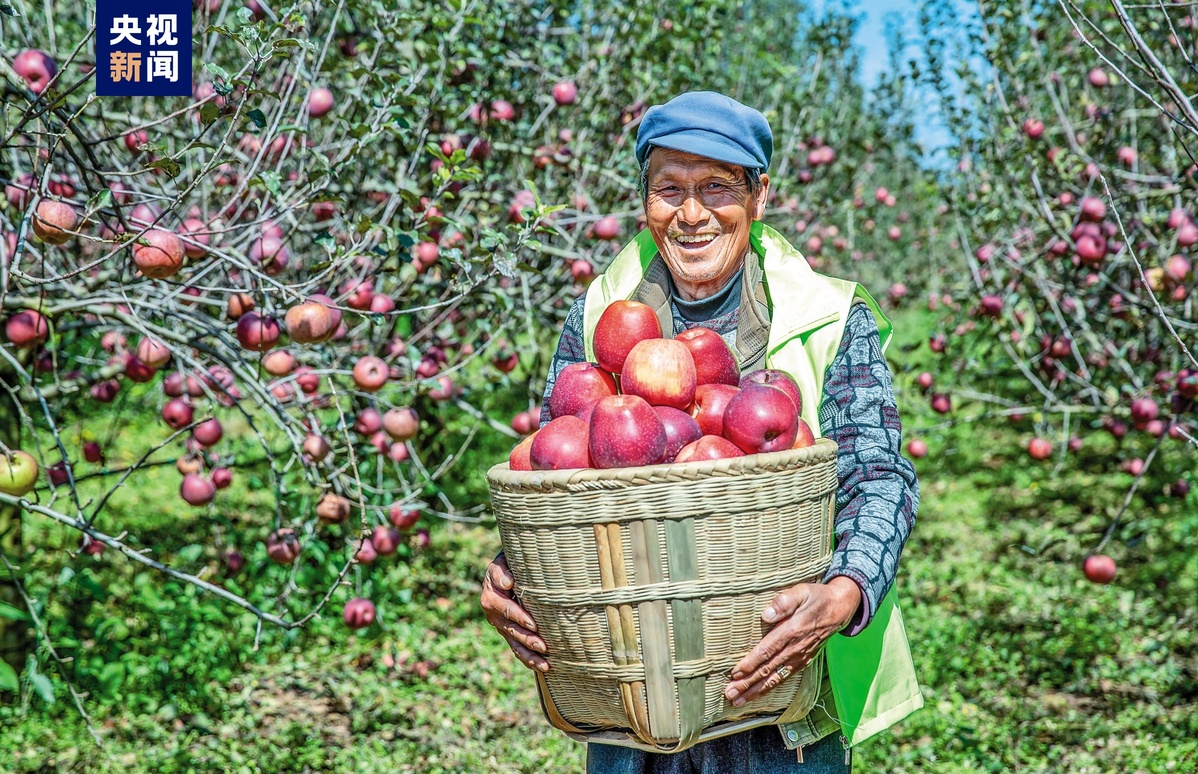 年産4757.18萬噸！中國蘋果産量穩居世界第一