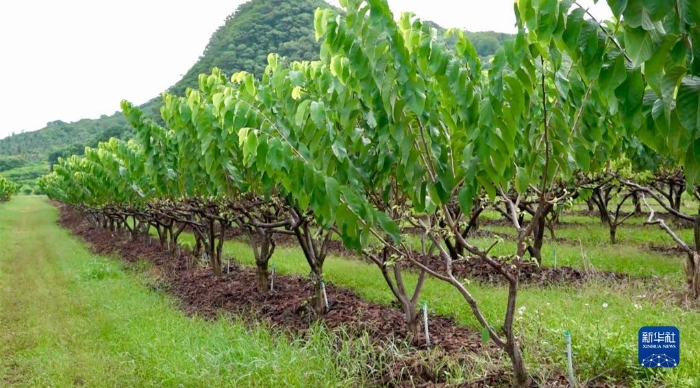 “把最高品質的水果帶給大陸同胞”——探訪台東番荔枝果農