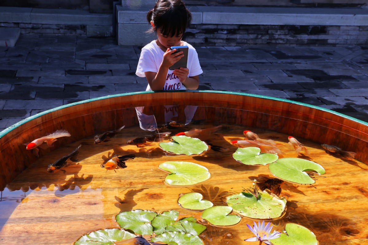 恭王府裏賞金魚