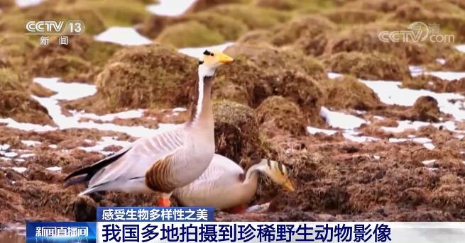 中國生物多樣性保護取得明顯成效 一起來感受生物多樣性之美！