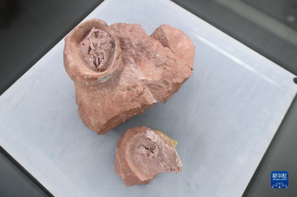 中國發現保存完整的鴨嘴龍胚胎化石