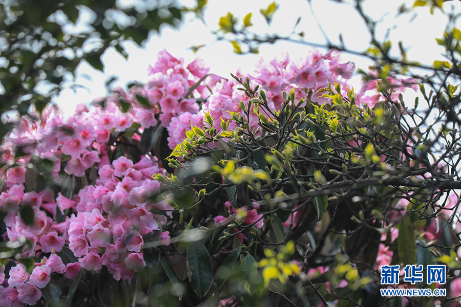 貴州梵凈山：杜鵑花開迎客來