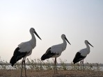 3隻“鳥類大熊貓”東方白鸛在七里海濕地重返自然