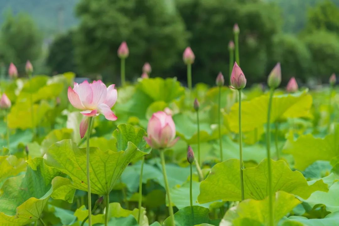 打卡這座絕美小城！開啟夏日就現在