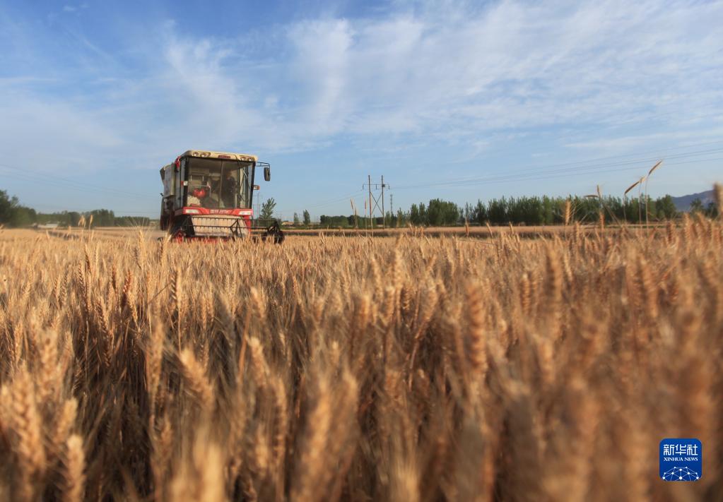 全國收穫小麥過兩成