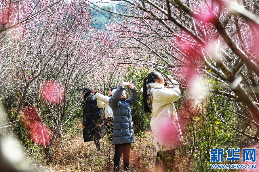 暗香浮動 又到一年賞梅時