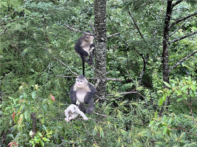 白馬雪山保護區成立40週年，滇金絲猴數量翻倍