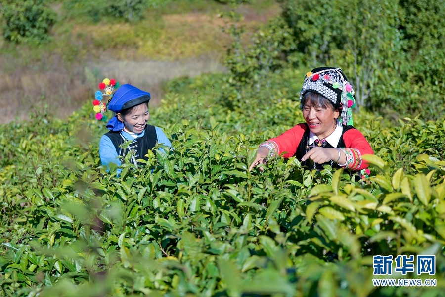 雲南南澗：春茶採摘進行時 處處飄香