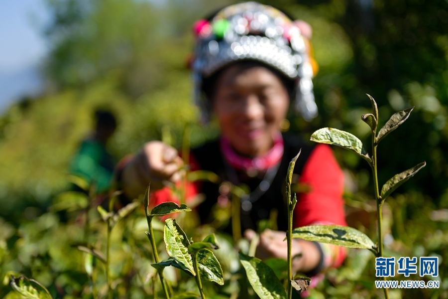 雲南南澗：春茶採摘進行時 處處飄香