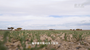 內蒙古億畝草原“帶薪休假”的背後