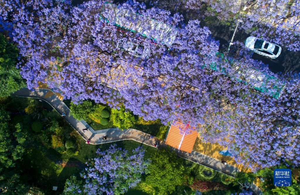 雲南昆明：藍花楹綻放