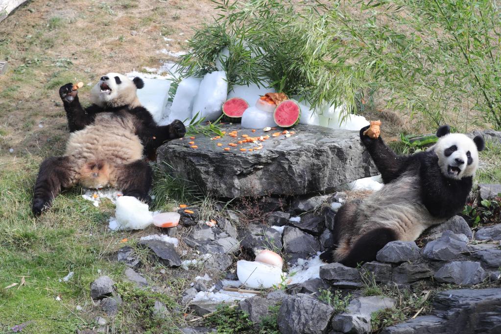 “大熊貓情緣”成就中比生物多樣性合作佳話