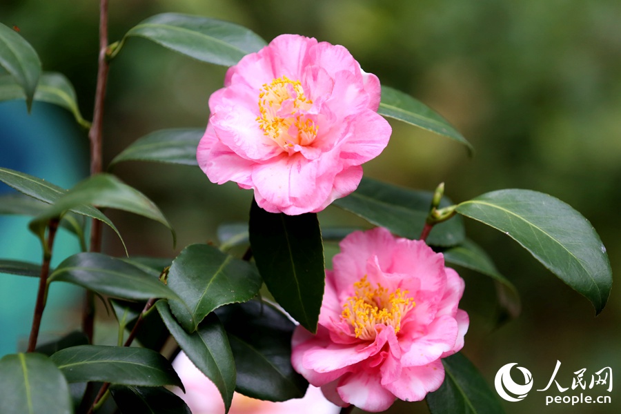 廈門：獨放早春枝 山茶正花時