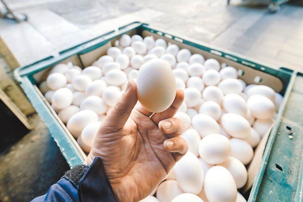 持續缺蛋！臺農業部門擬四五月各進口3000萬顆雞蛋補足