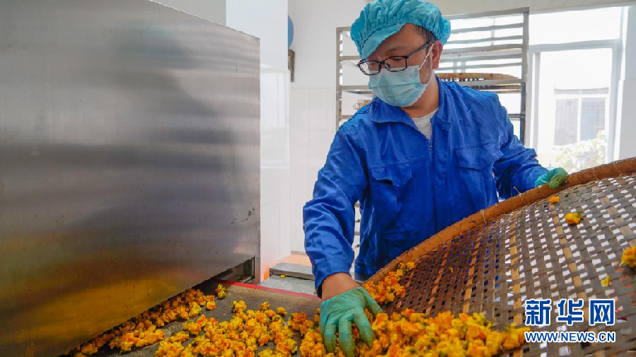 金花茶：金色花兒裏的“幸福味道”