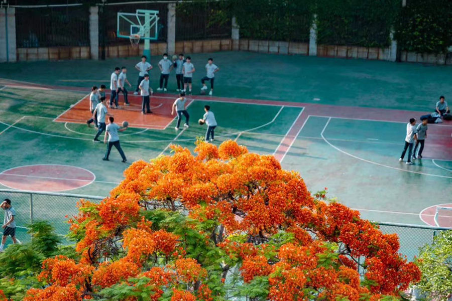 福建廈門：鳳凰花開“燃”滿城