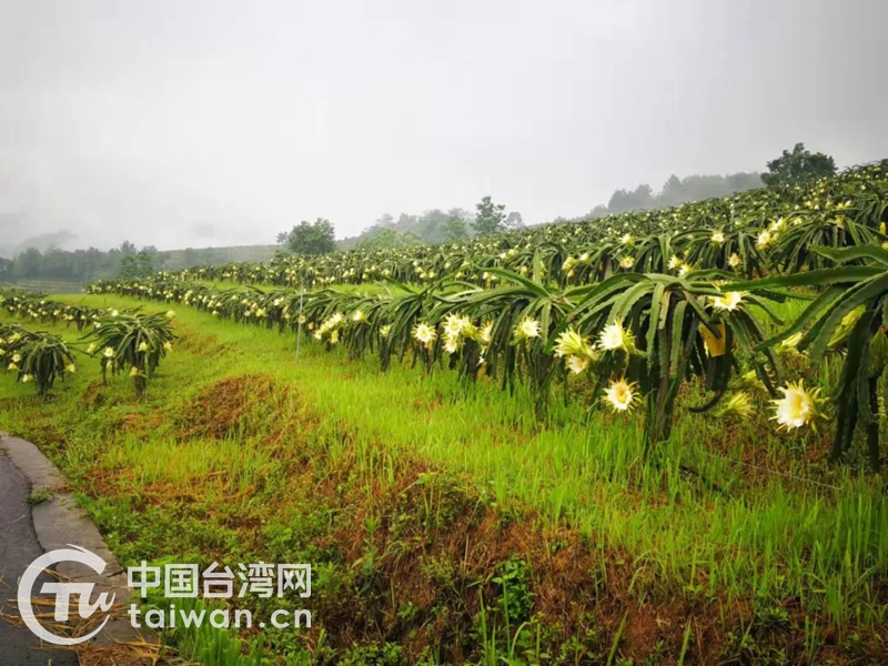台灣品種和技術融入黔西南 “黔龍果”助農增收更紅火