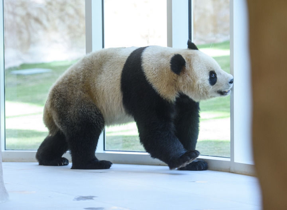 “國寶”抵達卡塔爾 開啟中國與中東地區首個大熊貓項目合作