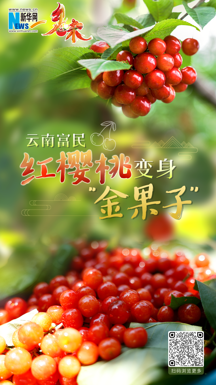 雲南富民：紅櫻桃變身“金果子”