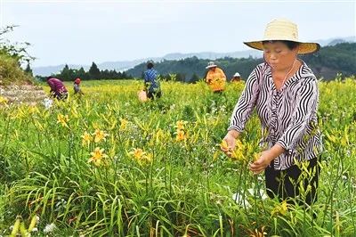 讓臺商臺企放心投資安心發展舒心生活——兩岸嘉賓在川共話鄉村振興