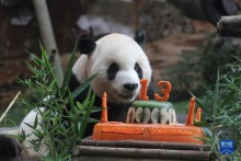 印尼為大熊貓“彩陶”慶祝生日