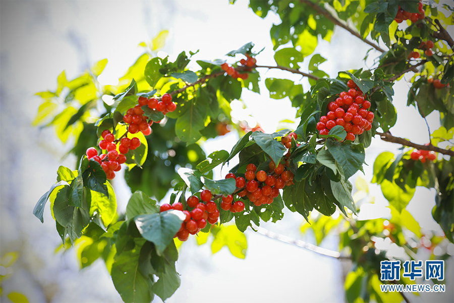 雲南富民：紅櫻桃變身“金果子”