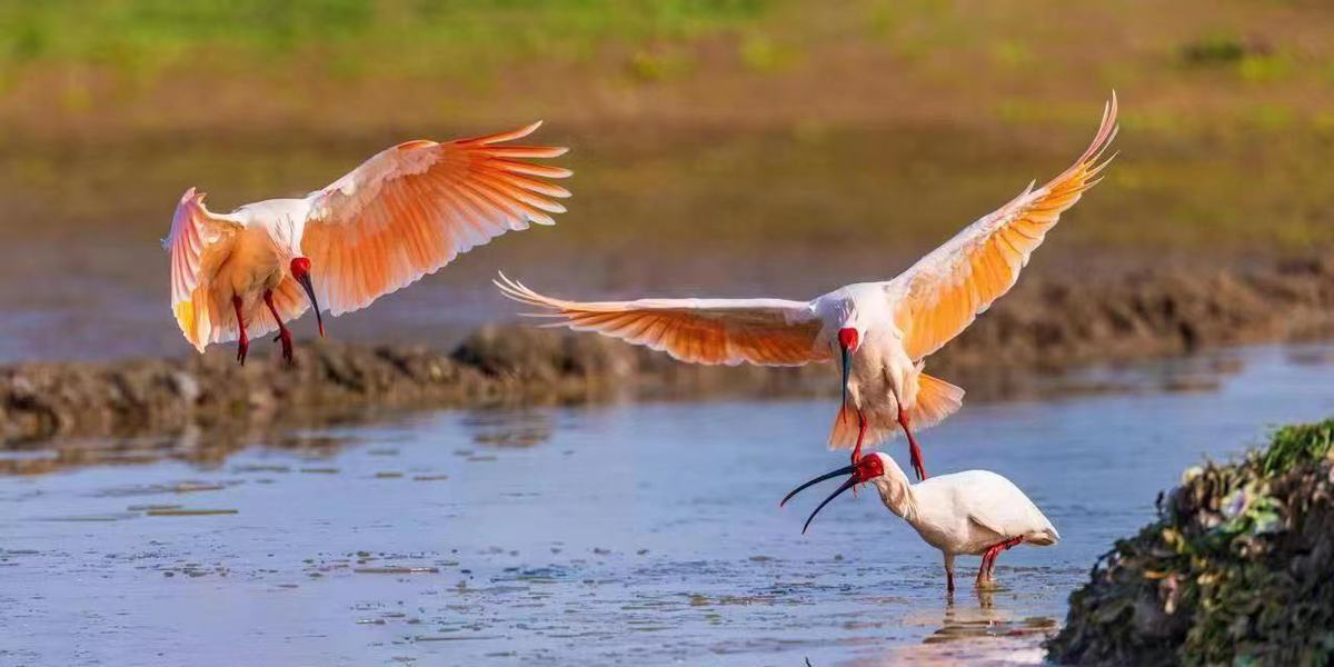 “河遇中原”展示黃河流域生物多樣性保護成果