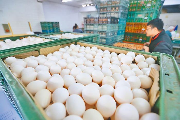 台灣雞蛋價格連續16個月呈現雙位數漲幅