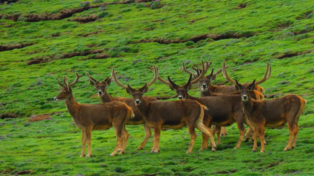 國家公園建設為青海高原生物多樣性保護提供更多契機