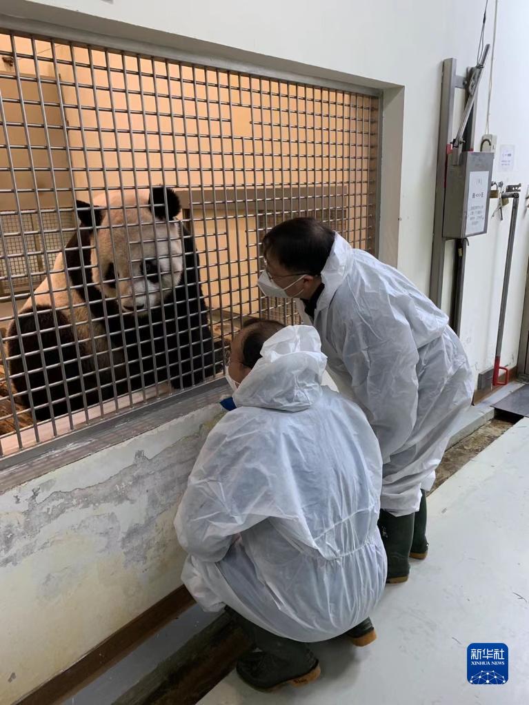 大陸專家：贈臺大熊貓“團團”身體狀況逐漸向好