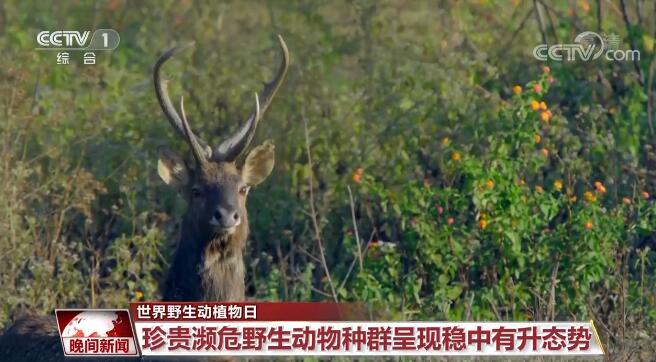 建設美麗中國 | 中國關注旗艦物種保護 逐步構建了野生動植物保護體系