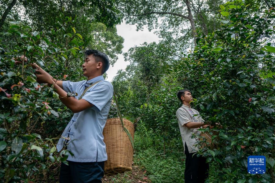 “普洱景邁山古茶林文化景觀”成功申遺