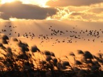 山東黃河三角洲國家級自然保護區迎來大批越冬候鳥