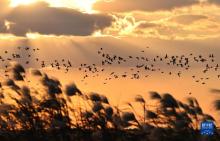 山東黃河三角洲國家級自然保護區迎來大批越冬候鳥