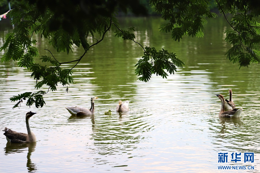 守護候鳥翩躚 艾溪湖畔的夏日之約