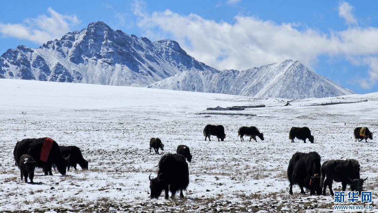 西藏措美迎初雪 銀裝素裹美如畫