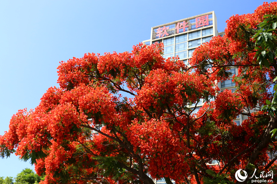 福建廈門：鳳凰花開“燃”滿城