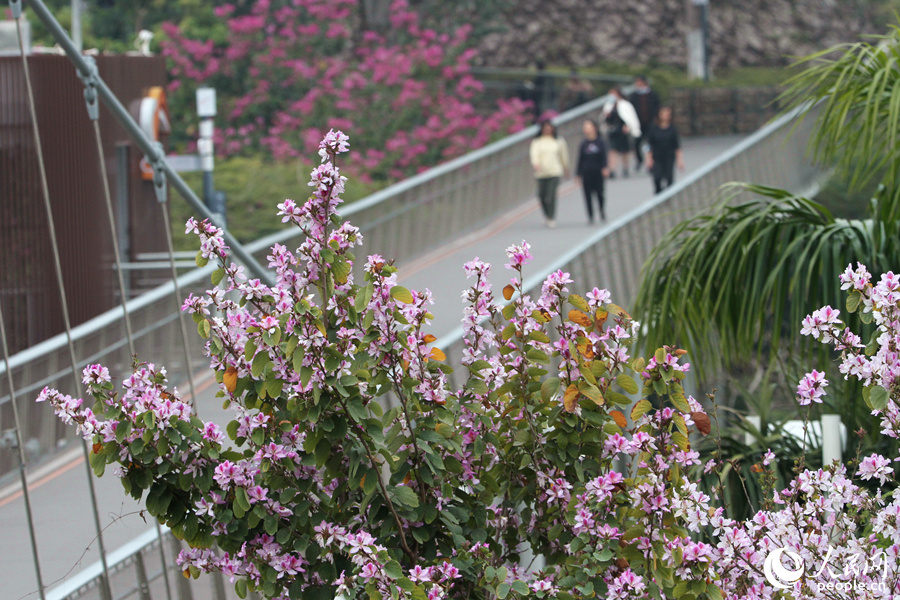 廈門：宮粉羊蹄甲花開滿城