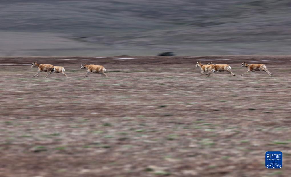 野性之美——阿爾金山國家級自然保護區野生動物圖鑒