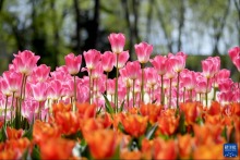 伊斯坦布爾：春光明媚的居爾哈內公園
