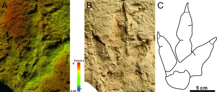 中國哈密翼龍動物群首次發現恐龍足跡化石 距今約1.3億-1.2億年