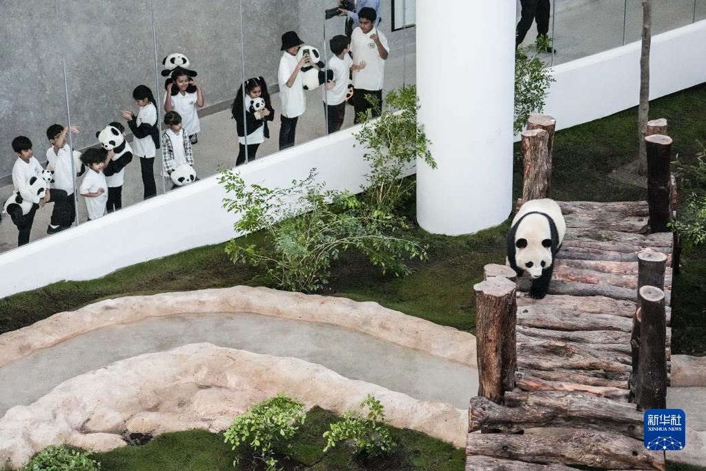 卡塔爾熊貓館正式對公眾開放