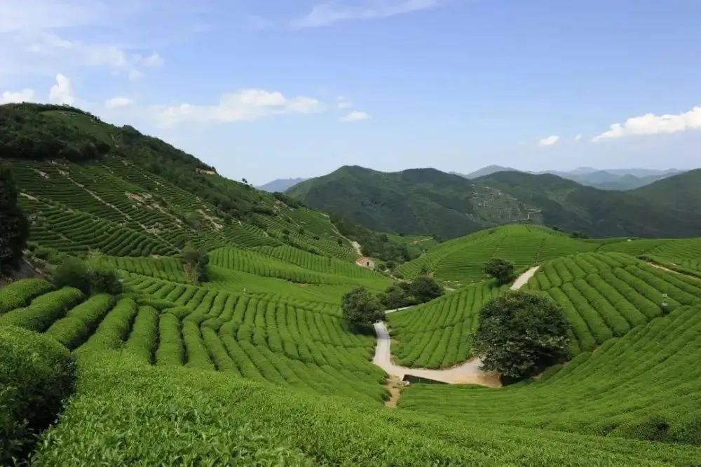 余紀萱：在浙江種植金葉子的台灣姑娘