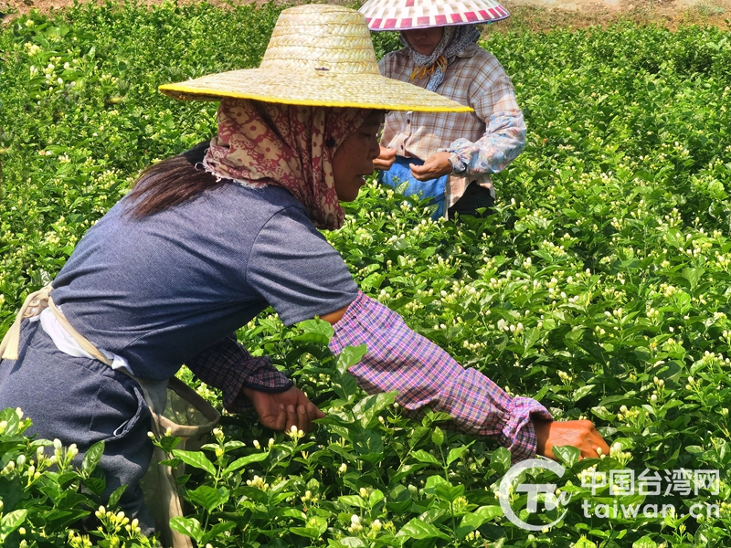 廣西橫州茉莉花香飄兩岸 臺商臺胞聞香而來促發展