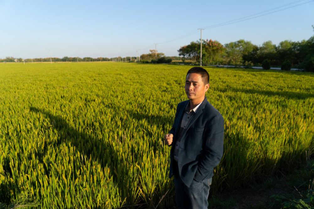 新華全媒+丨長江畔秋收見聞：稻田裏藏了多少“黑科技”