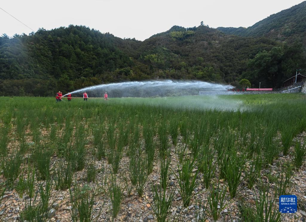 牢牢把住糧食安全主動權——以習近平同志為核心的黨中央帶領人民幹好這件頭等大事